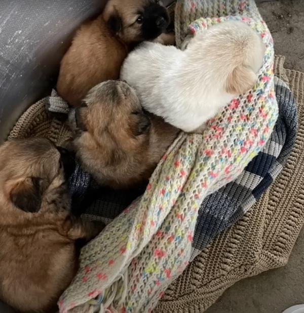 cute little pups rescued