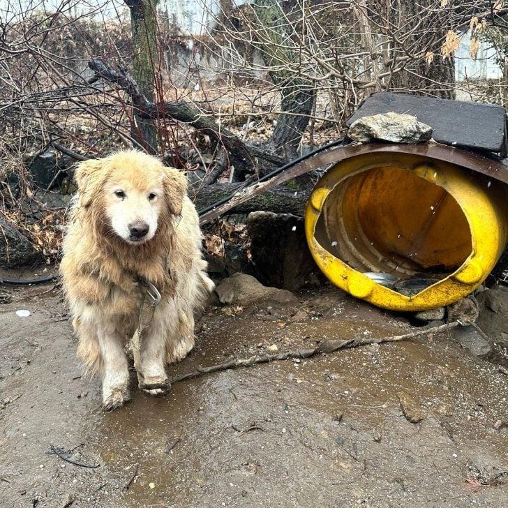 This Poor Dog Endured 10 Years Tied Near A Dangerous Cliff In ...