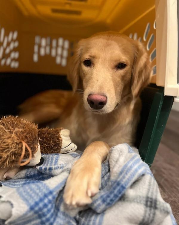 darla comfy in a kennel