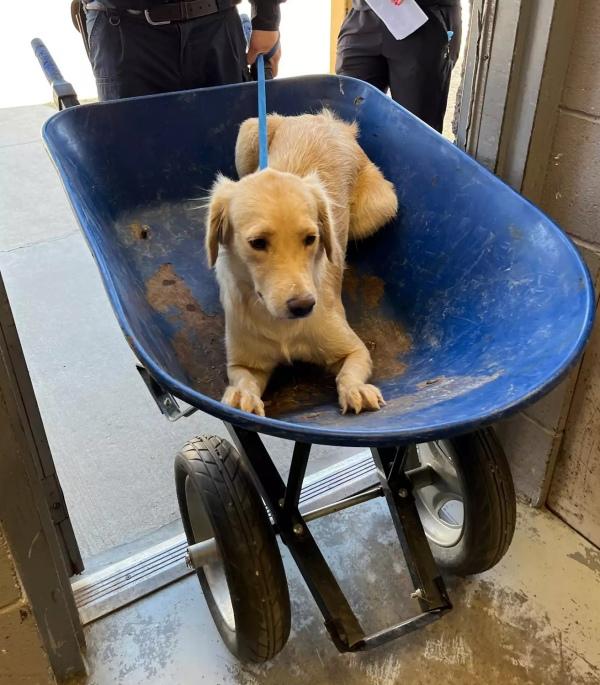 darla in a wheelbarrow