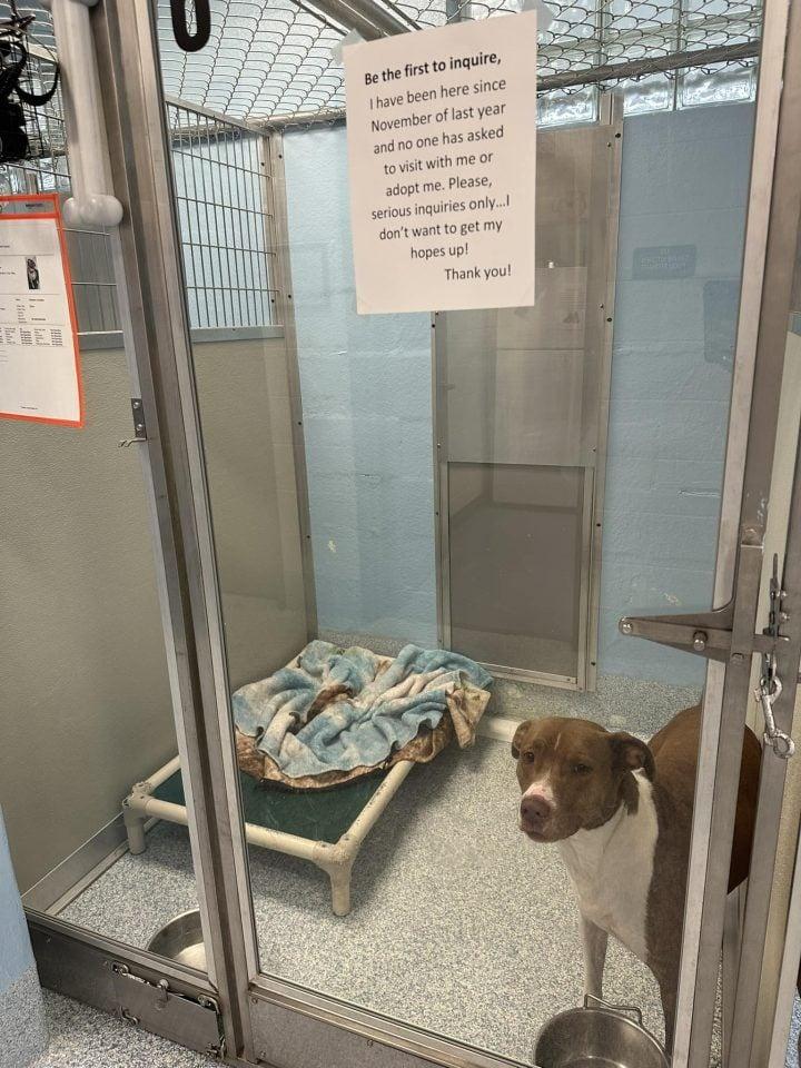 dog at the shelter