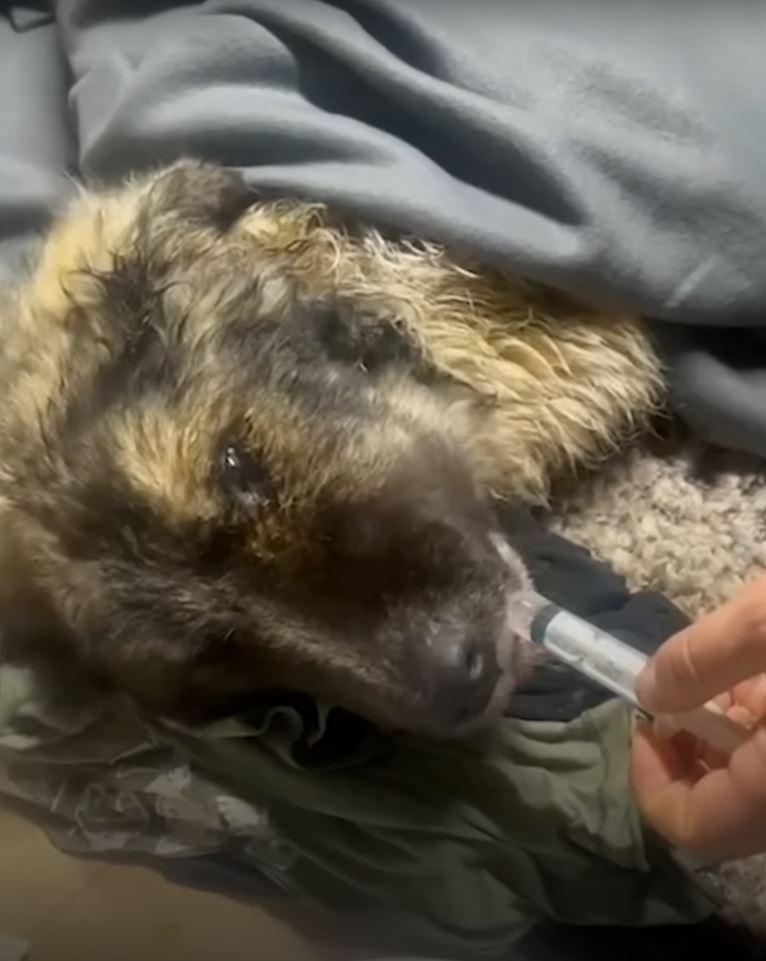 dog fed by syringe