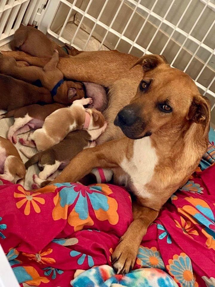 dog feeding puppies