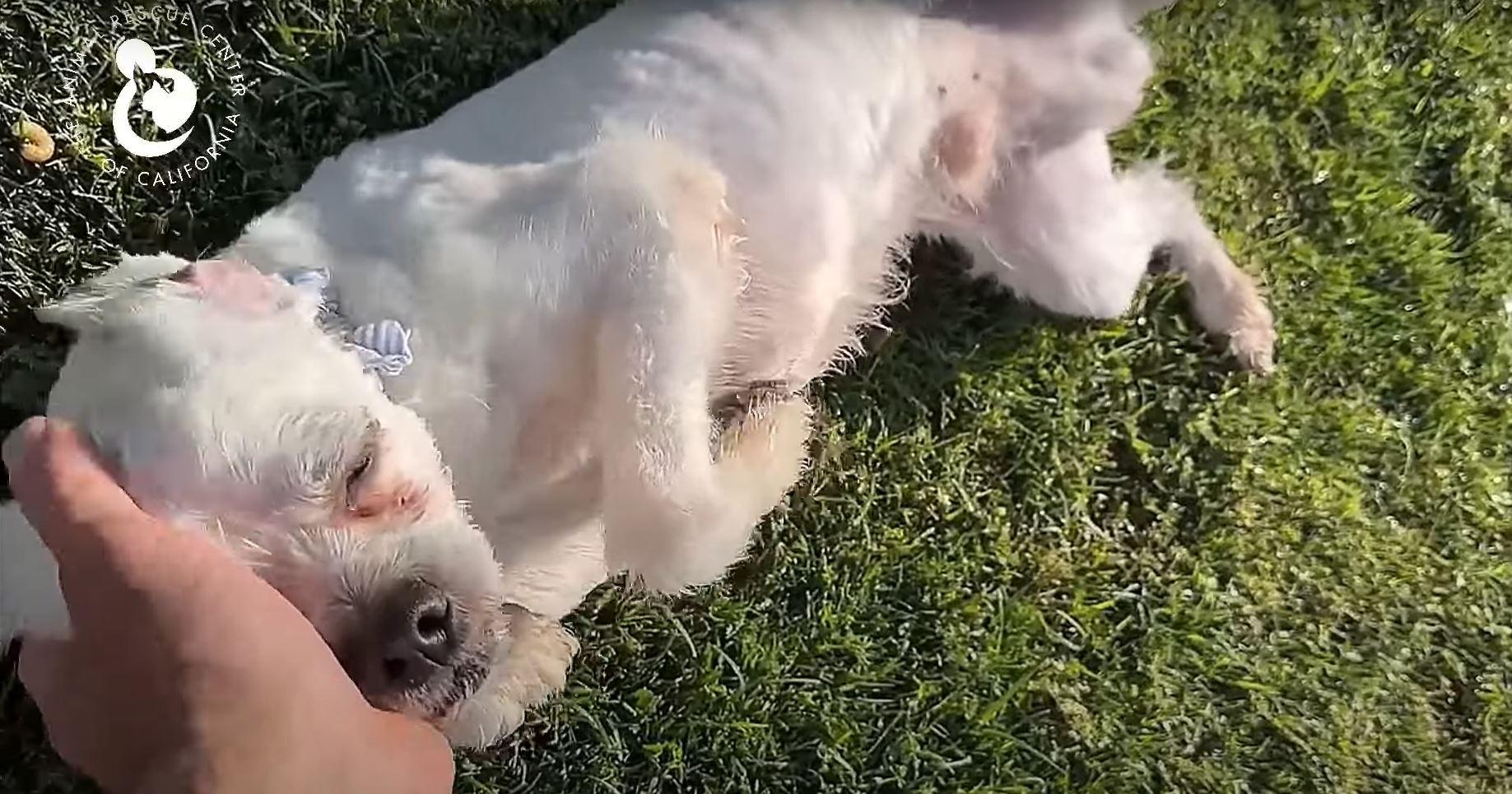 dog getting pet