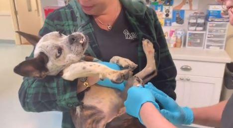 dog held by woman