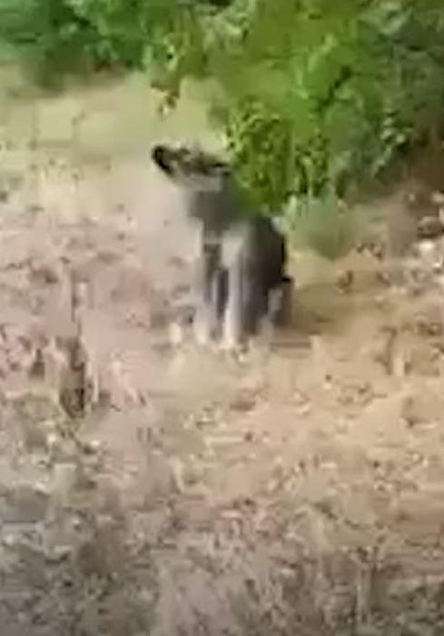 dog howling