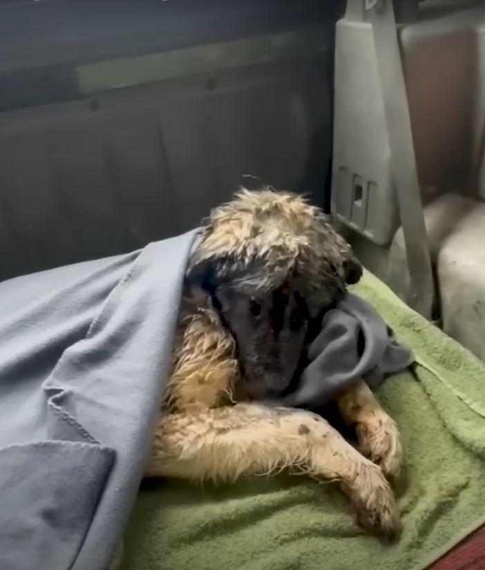 dog in blanket