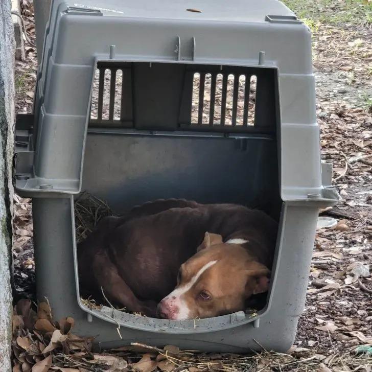 dog in box