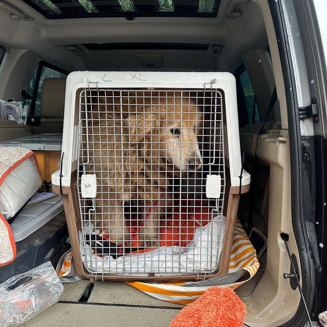 dog in cage