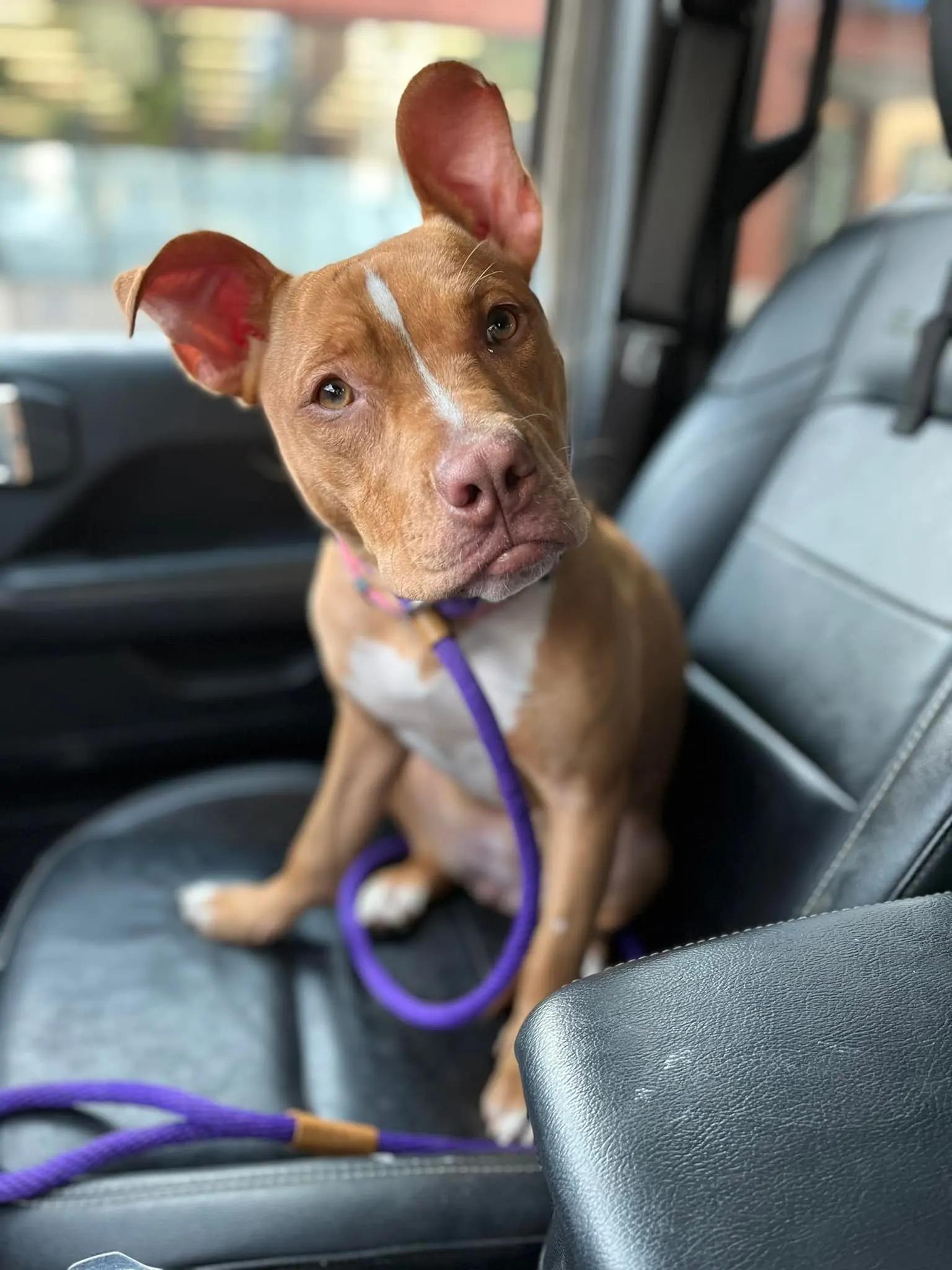 dog in car