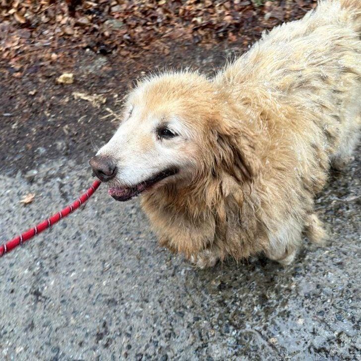 dog in mud