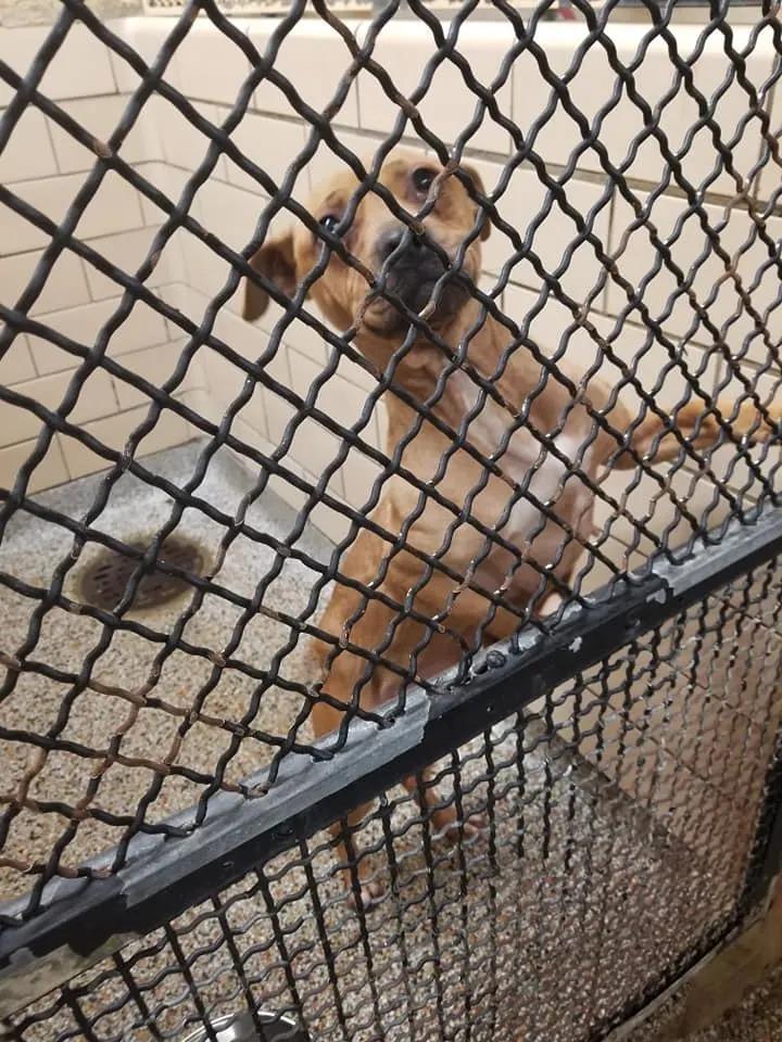 dog in shelter