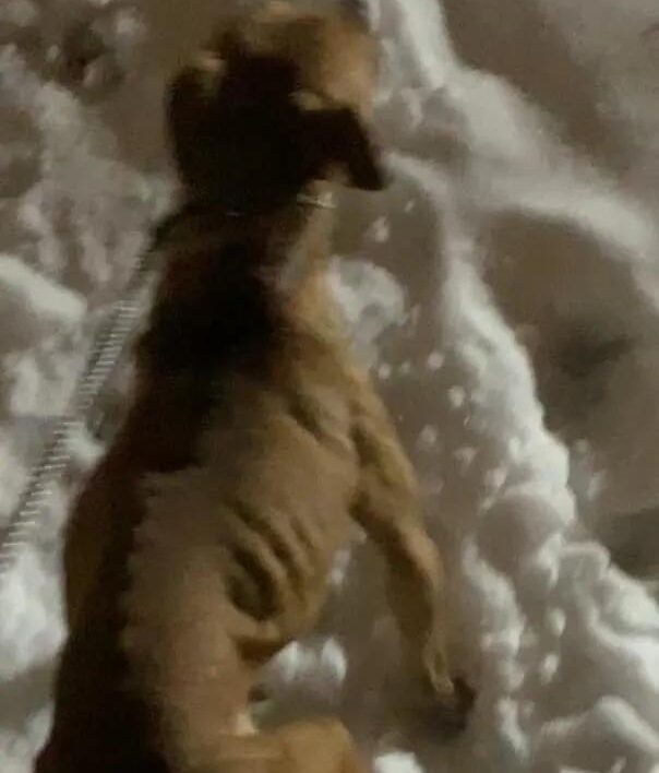 dog in snow