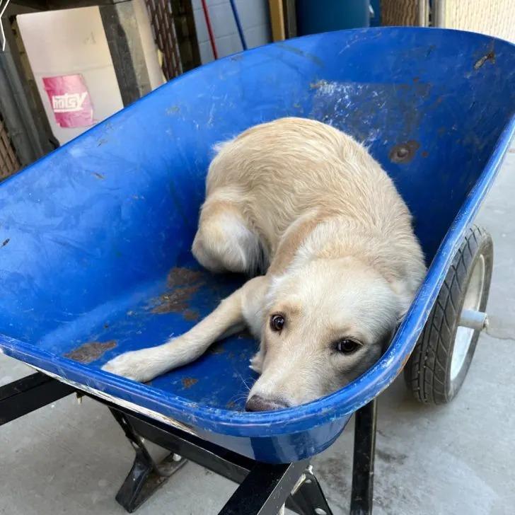 dog in wheelbarrow