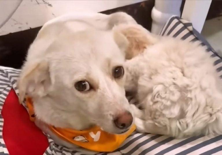 dog laying on bed