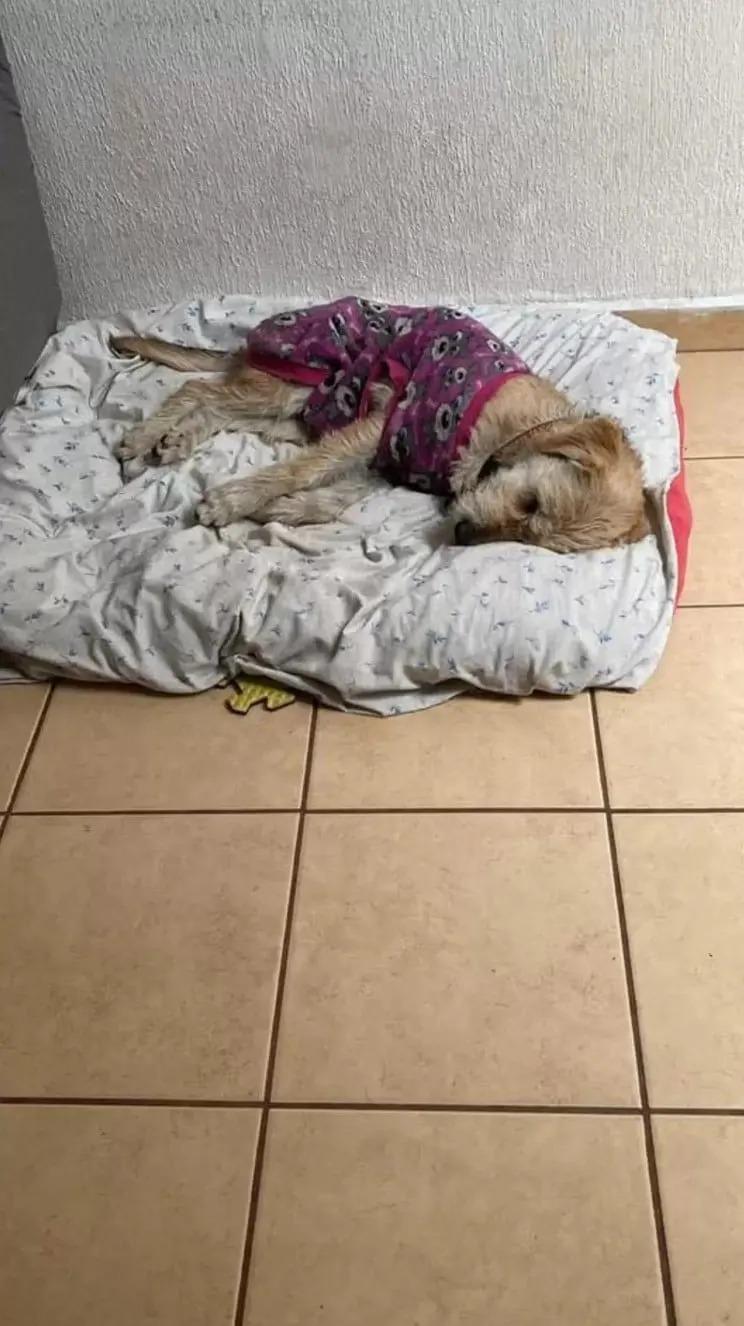 dog laying on bed