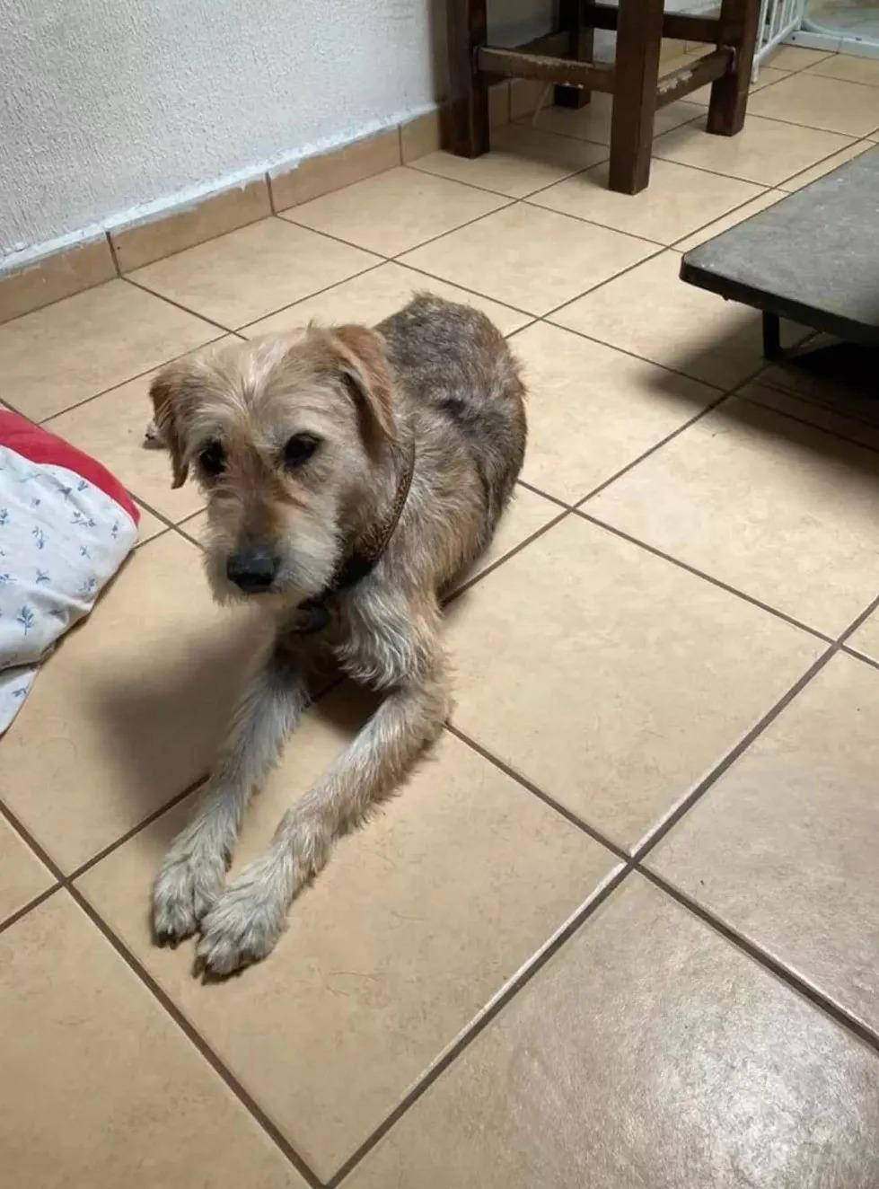 dog laying on floor