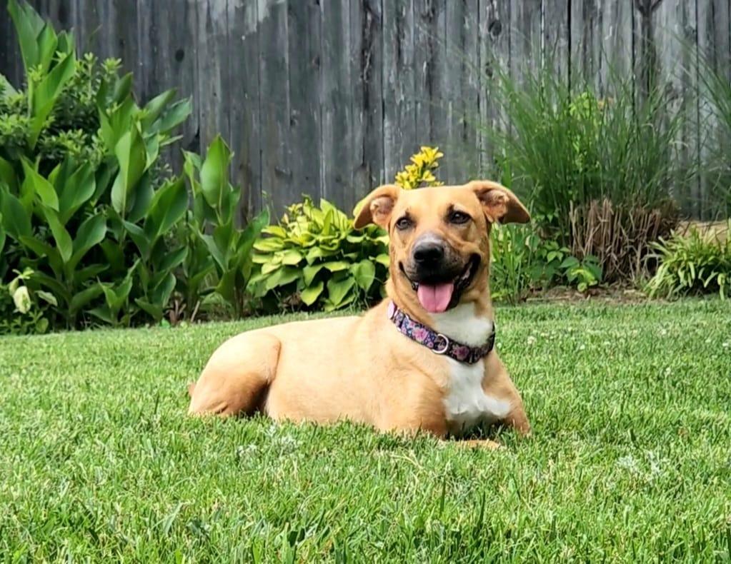 dog laying on grass