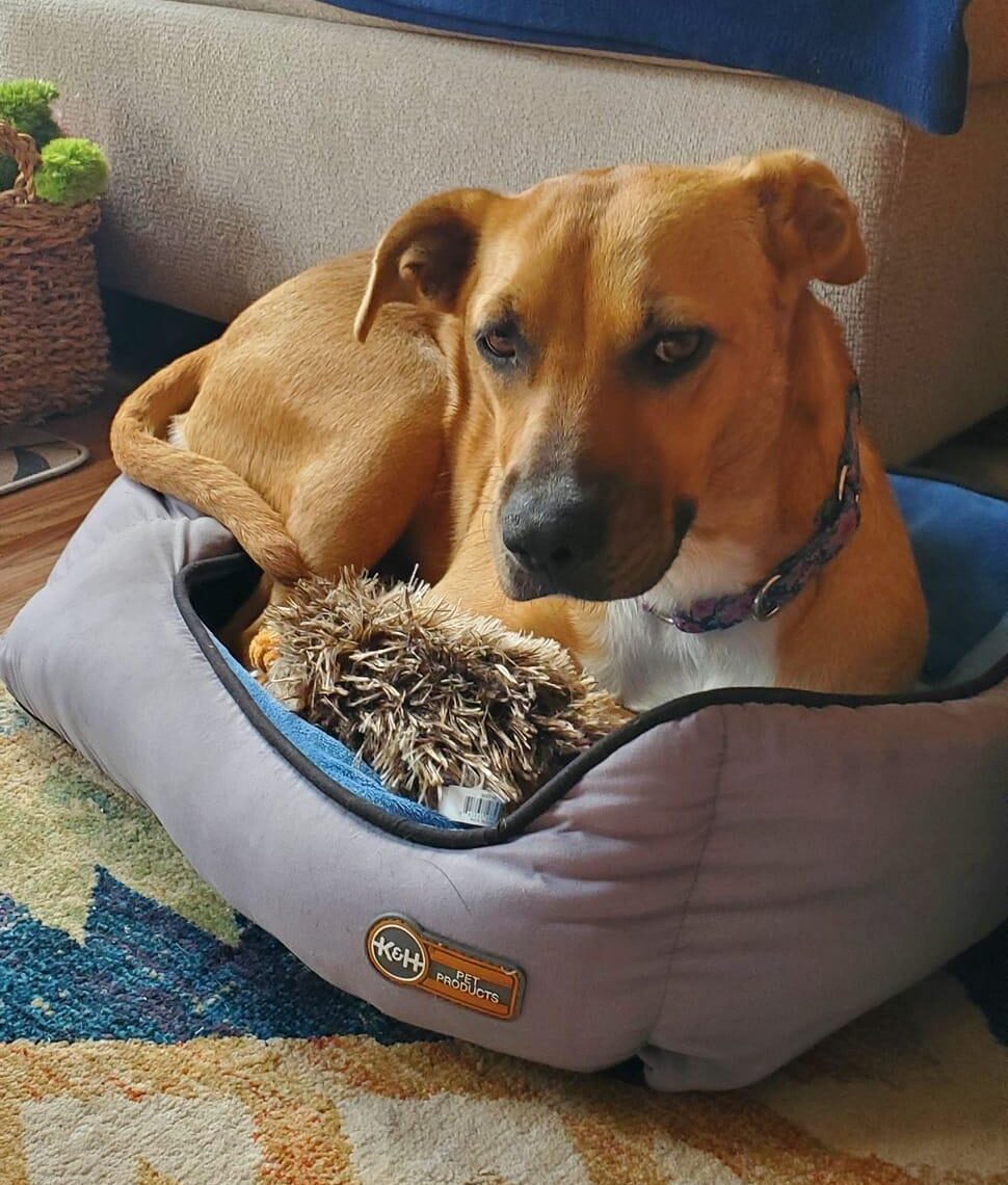 dog on dog bed