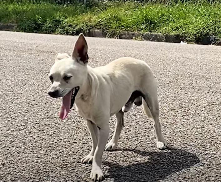 dog on road