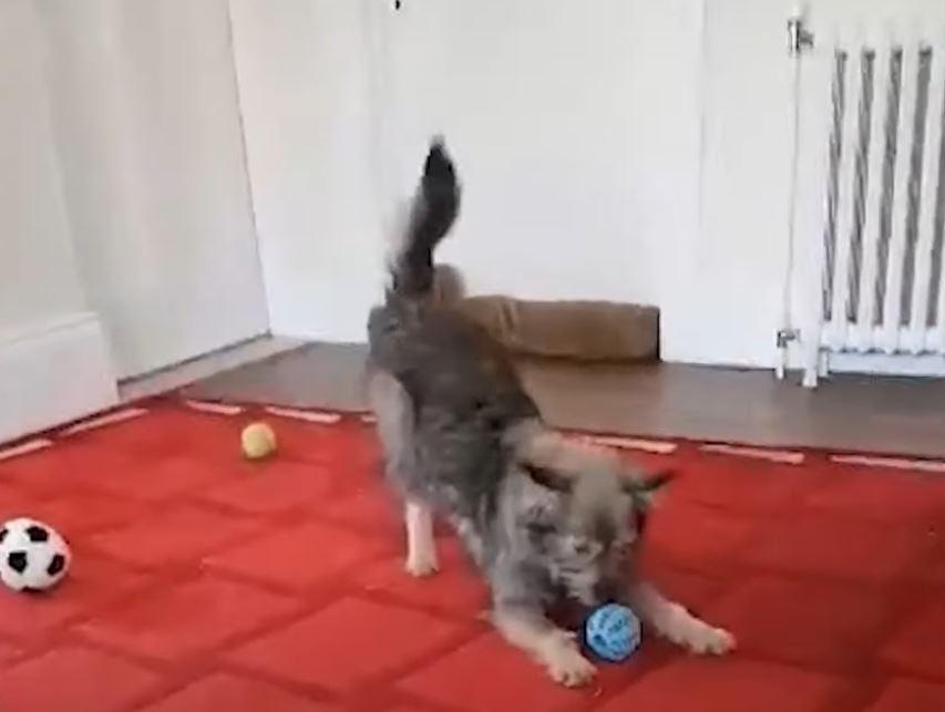 dog playing with ball