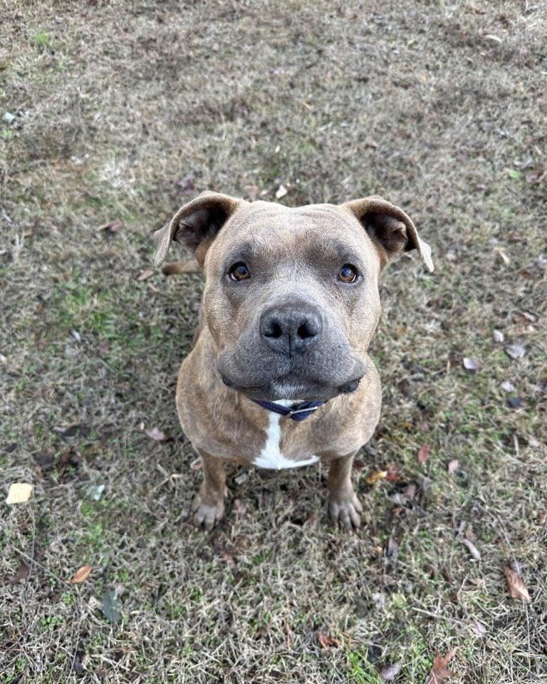 dog sitting outside