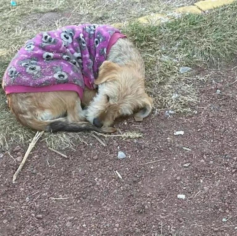 dog sleeping in sweater