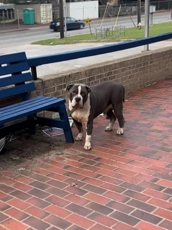 dog tied to bench