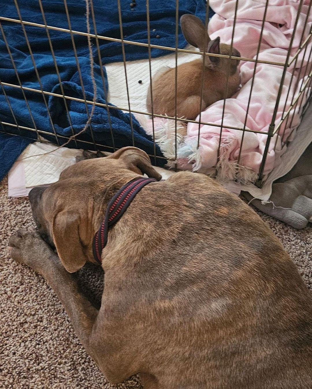 dog with rabbit