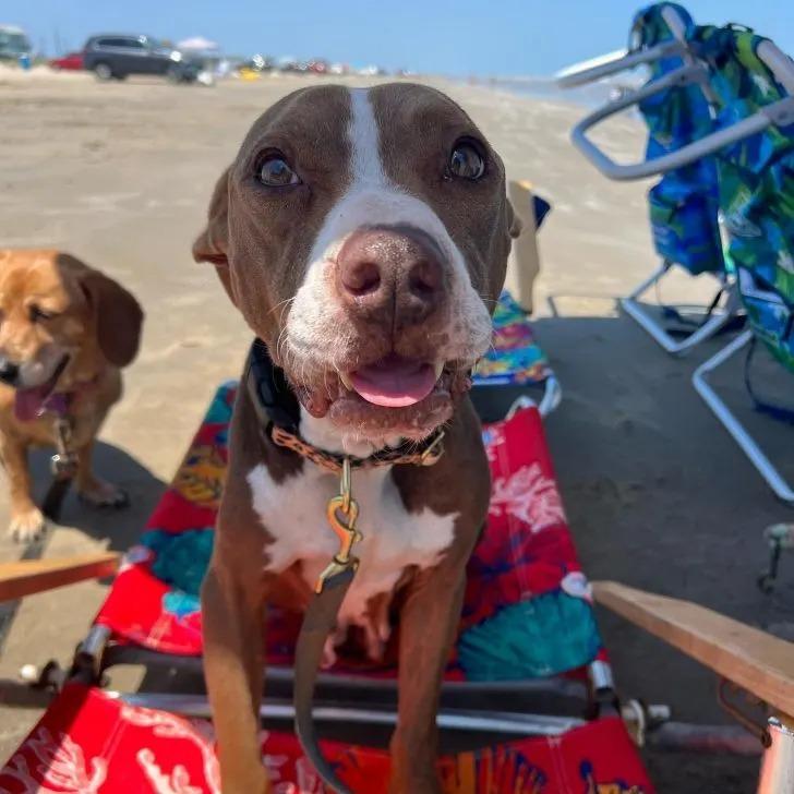 dogs on the beach