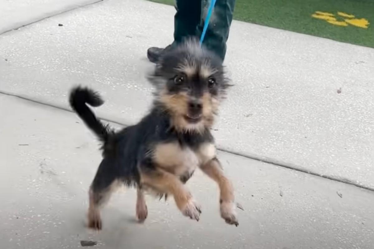 dolly sad to leave his new dad at shelter