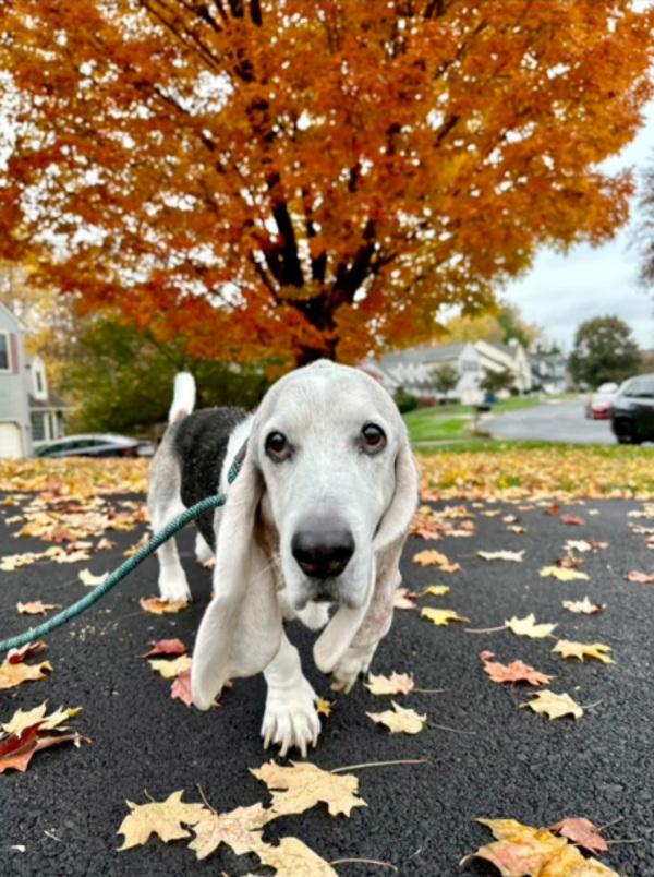 errol outside under tree leaves