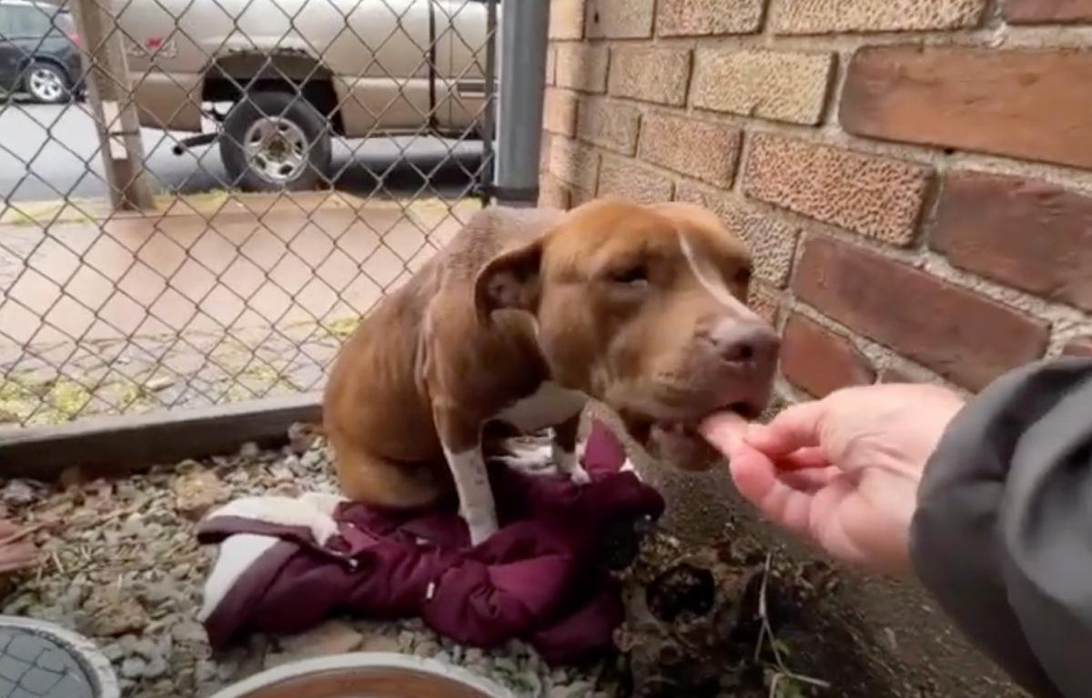 feeding the lone dog