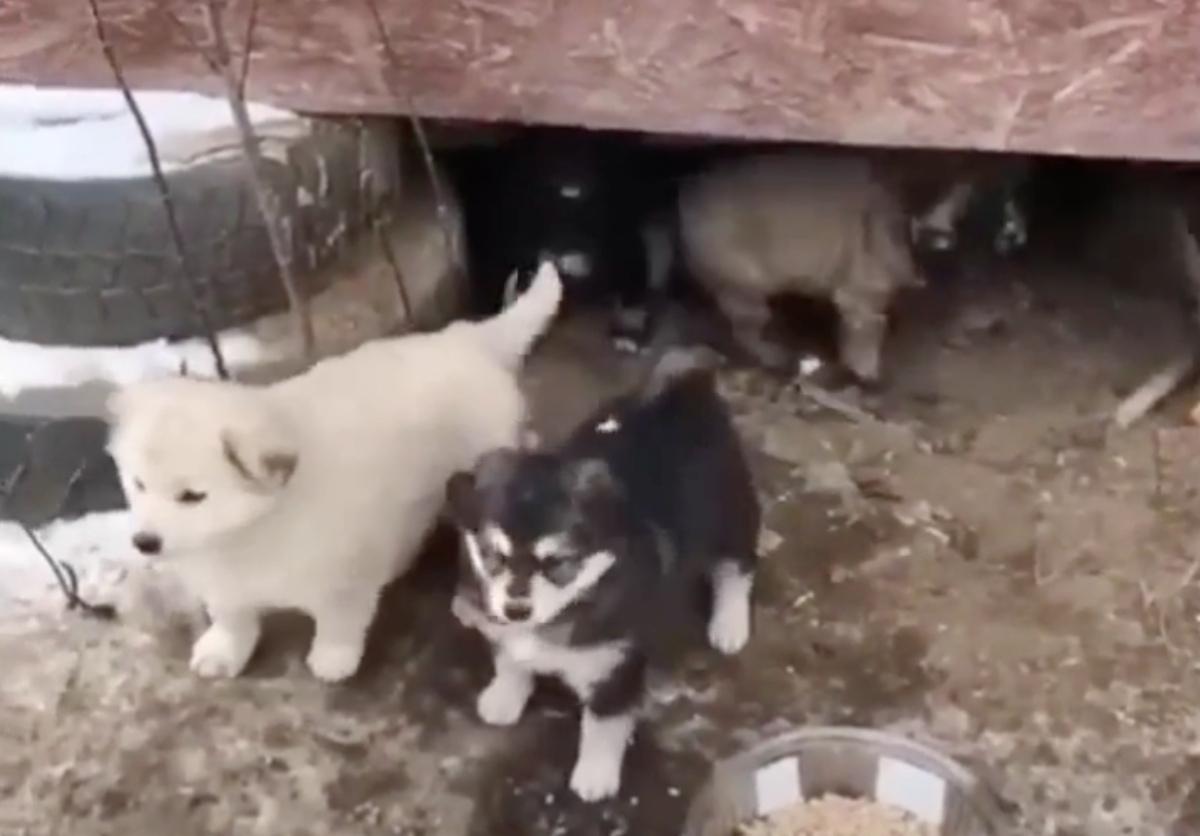 five puppies in the cold