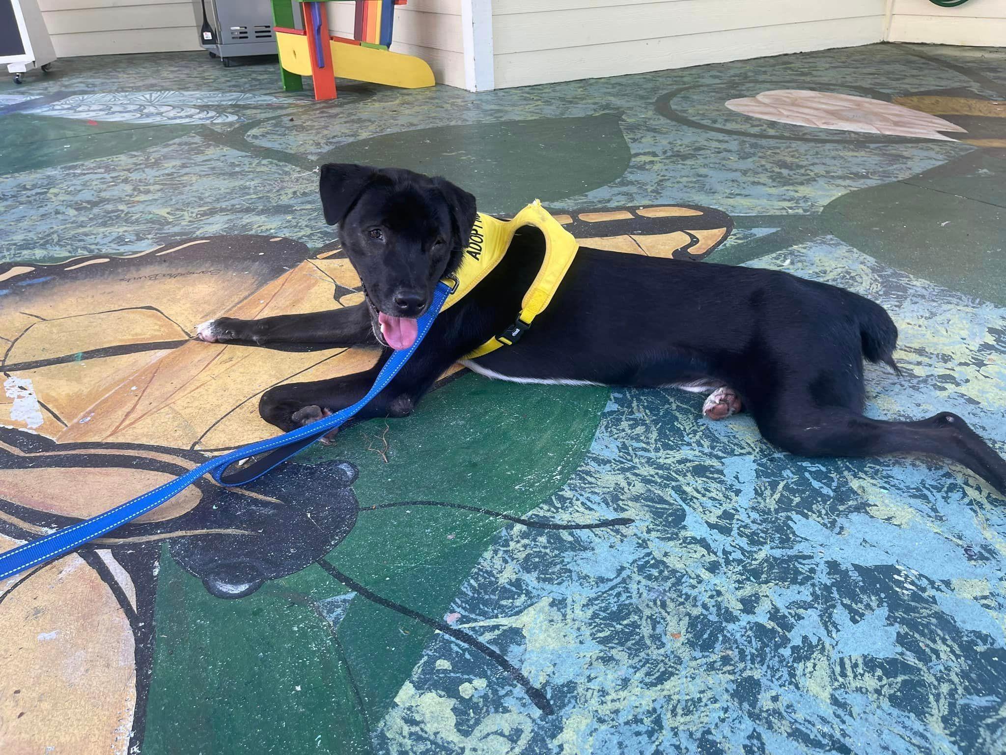 happy black dog laying