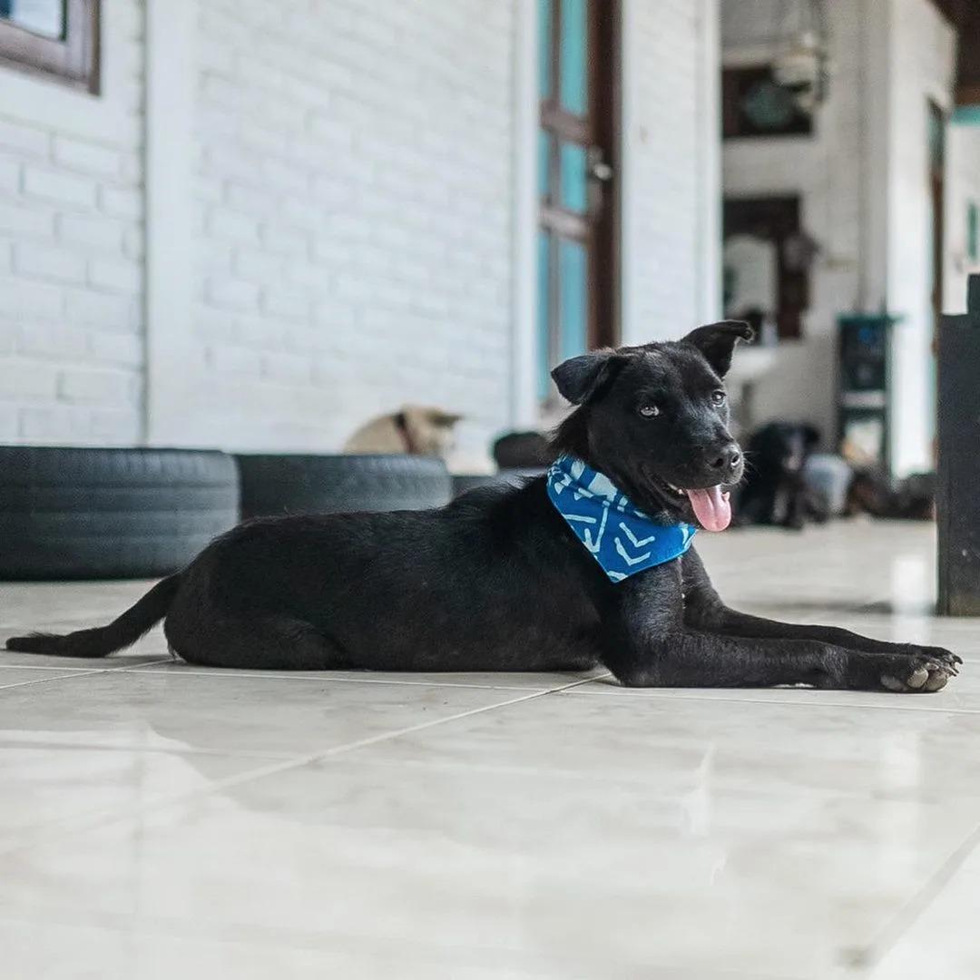 happy black dog on floor