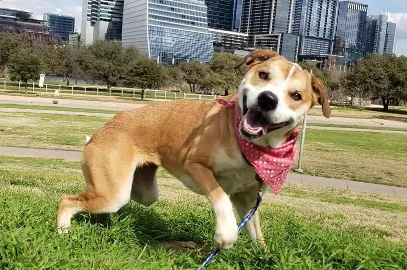 happy dog with bandana