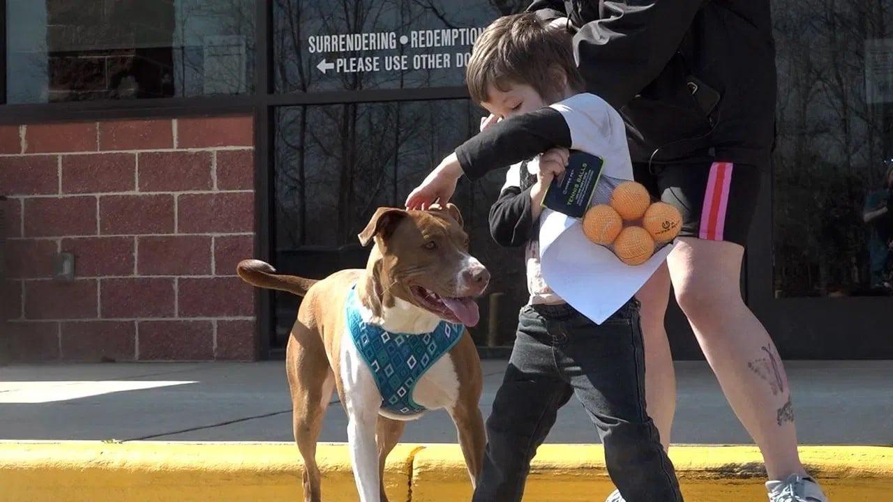 happy dog with little boy