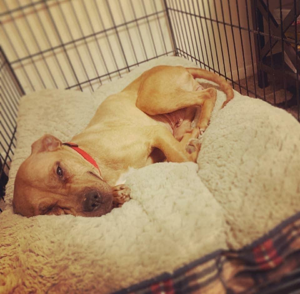 happy pit bull laying in bed