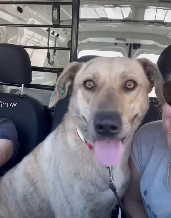 happy pup in car