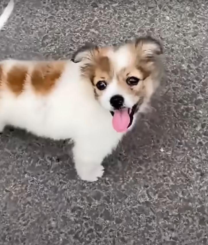 happy puppy on ground