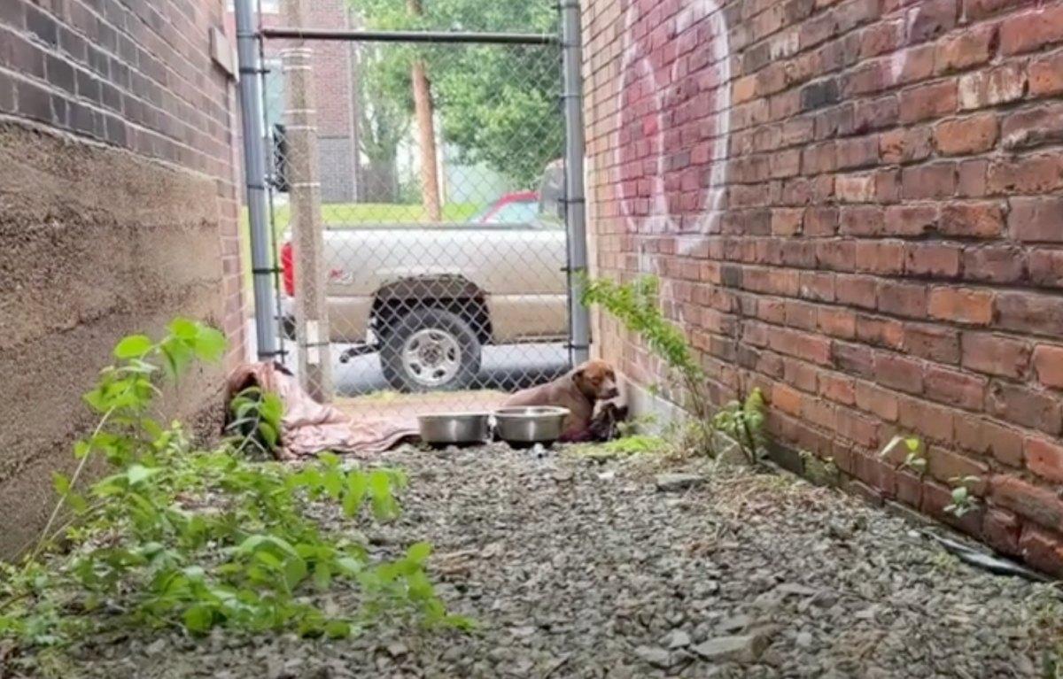 lonely scared pup alone in alley