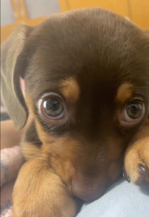 lovely pup starring with the sweetest eyes