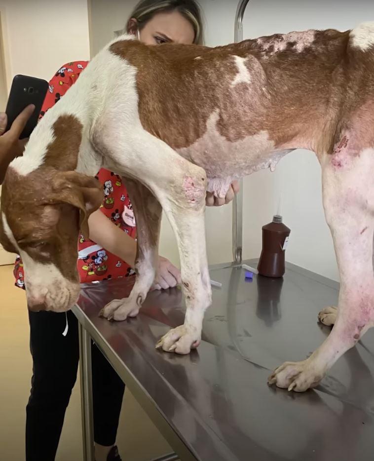 malnourished dog at the vet