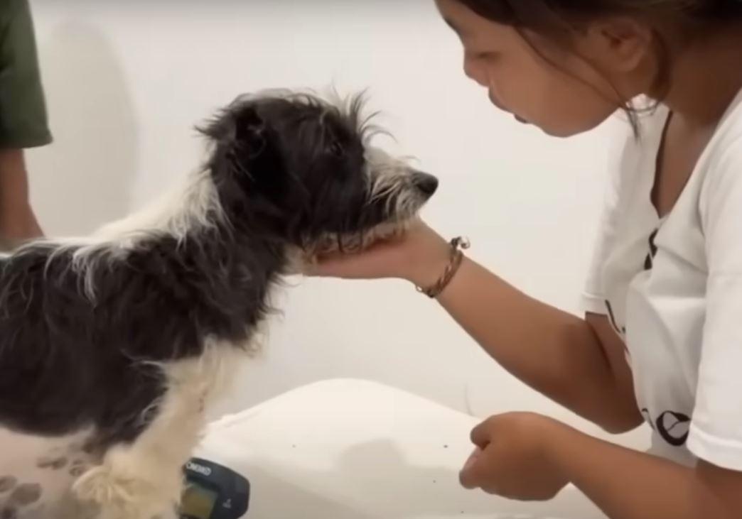 mama dog at the vet