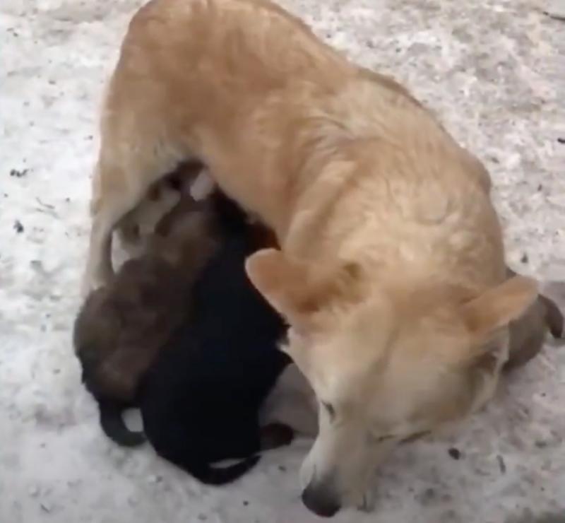 mama dog feeding her pups