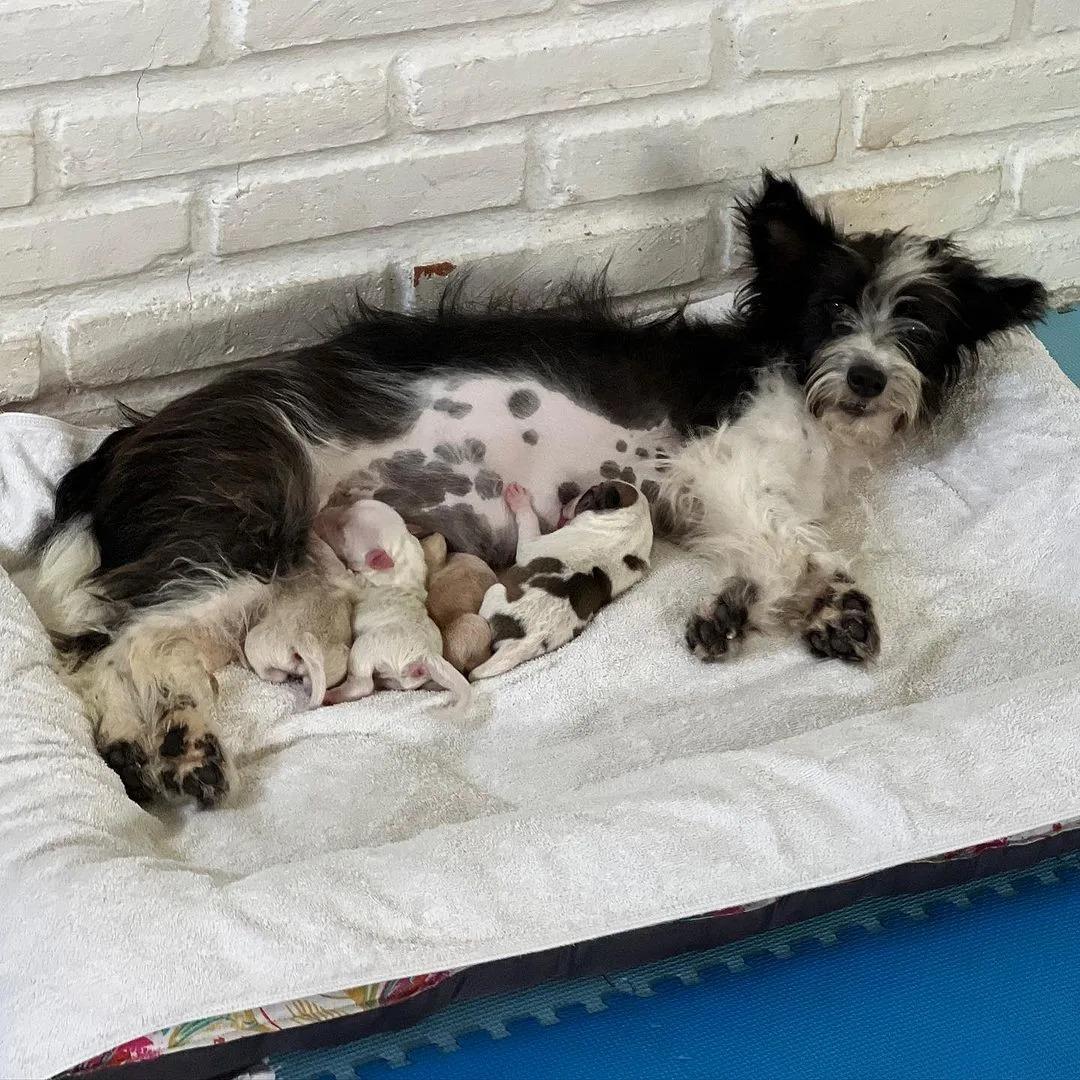 mama dog nursing puppies