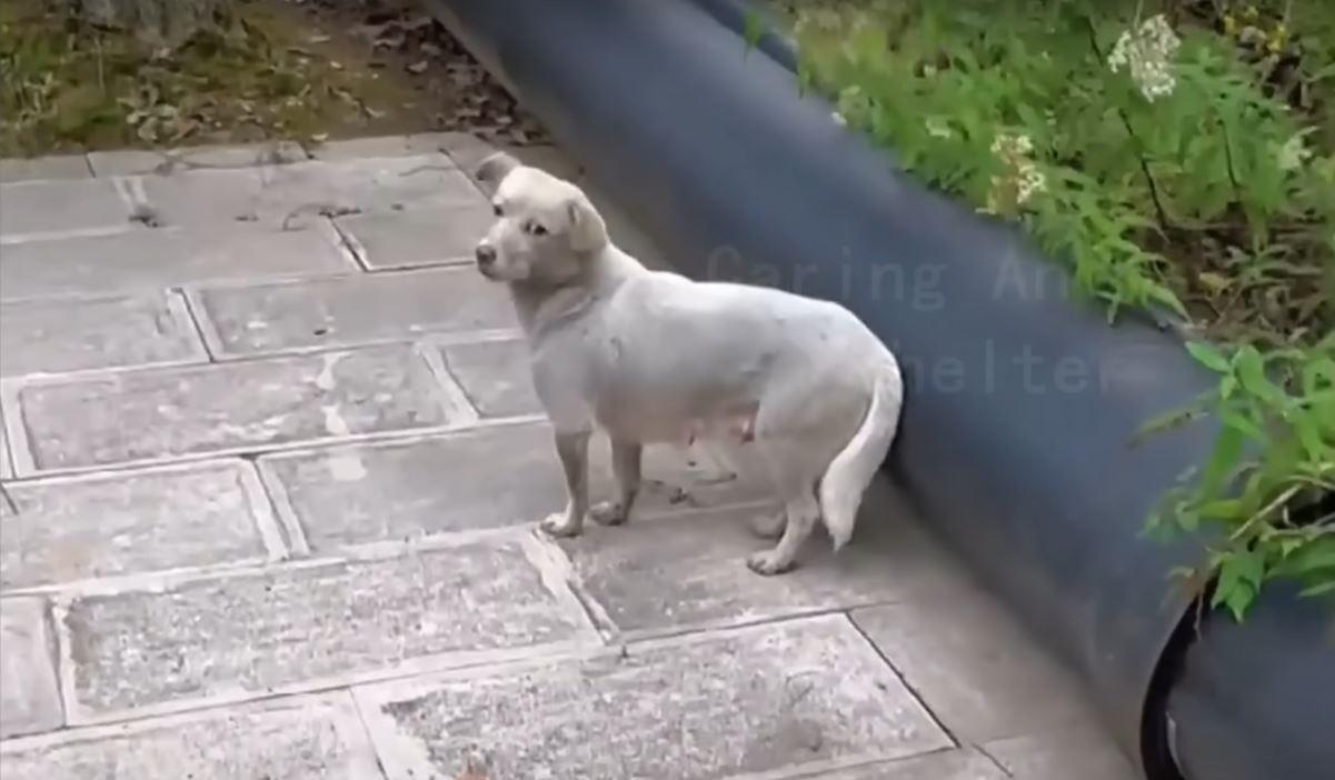 mama dog outside