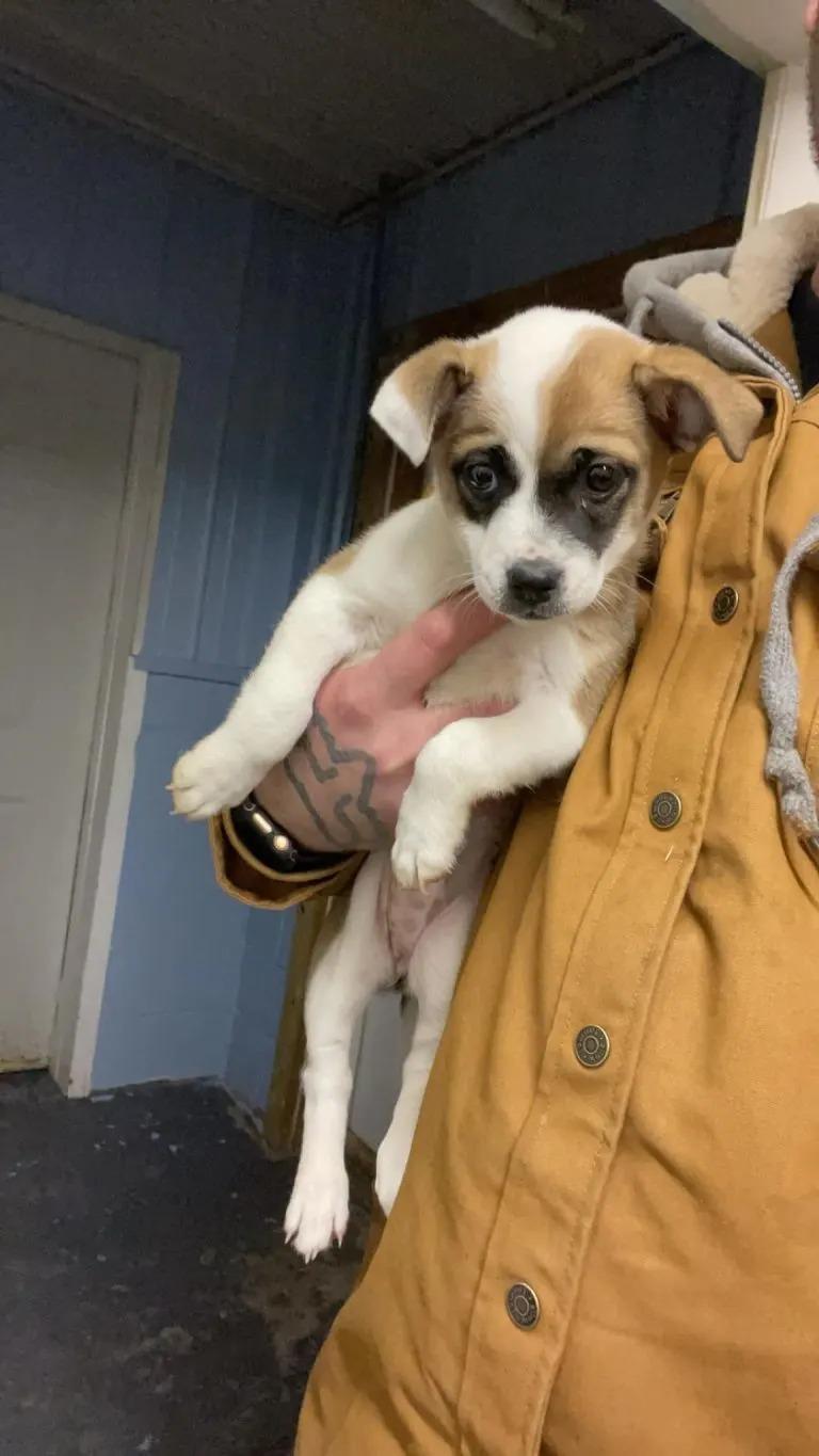 man holding puppy