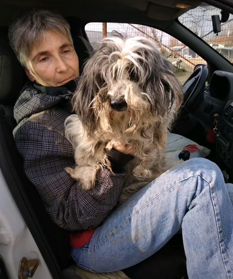 matted dog in car